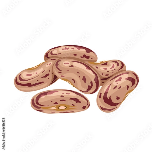 Fototapeta Vector illustration, pinto beans, scientific name Phaseolus vulgaris Pinto Group, isolated on white background.