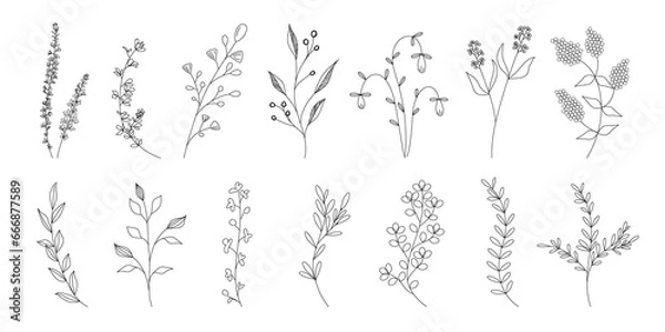 Obraz 植物のシンプルイラストのセット、野の花、野の葉、ボタニカル、PNG.