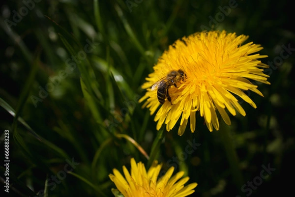 Obraz pszczoła na kwiatku