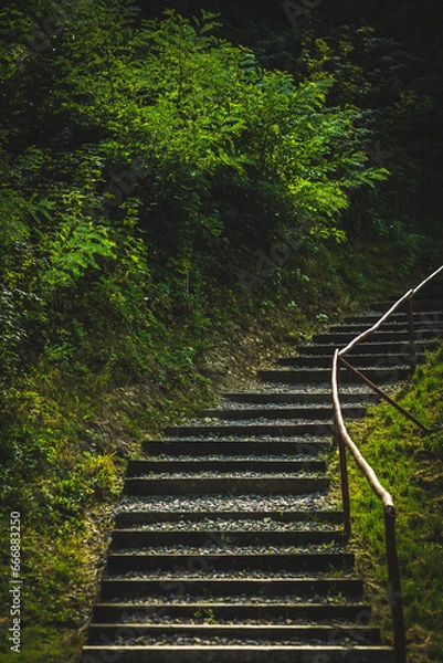 Obraz schody w lesie