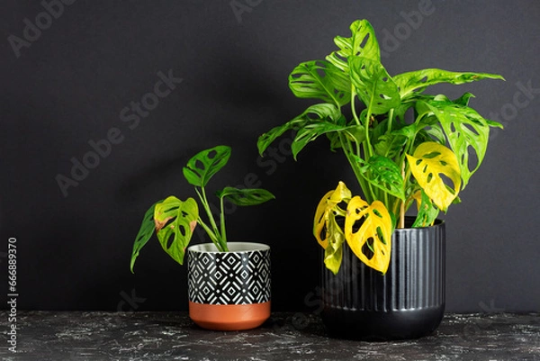 Fototapeta Monstera Adansonii. Improper care, neglected ornamental plants