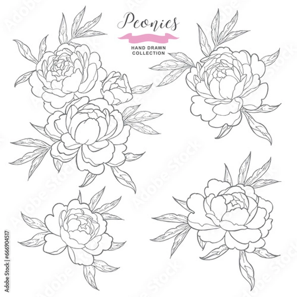Obraz Linear peony flowers set. Hand drawn peony in tattoo style. Vector illustration botanical.