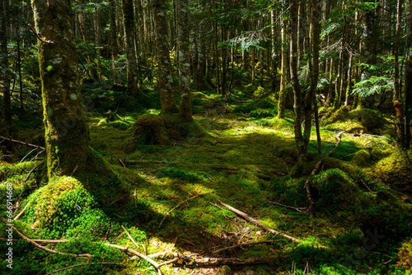 Obraz ハイキング