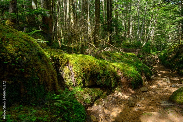 Obraz ハイキング