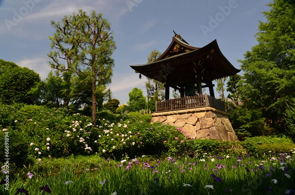 Obraz 鐘楼と花菖蒲