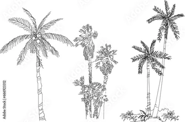Fototapeta vector illustration sketch of palm tree architectural details to complete the scenic image
