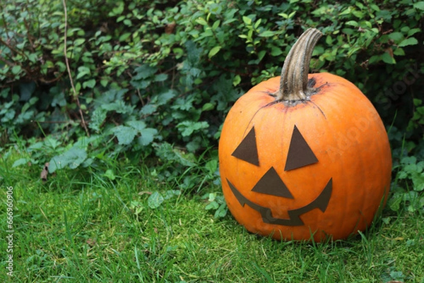 Fototapeta Real orange pumpkin for Halloween on green grass in the garden. Halooween background with copy space