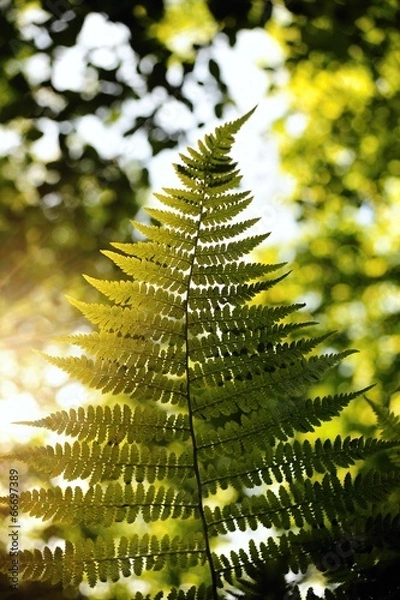 Obraz Fern in the forest