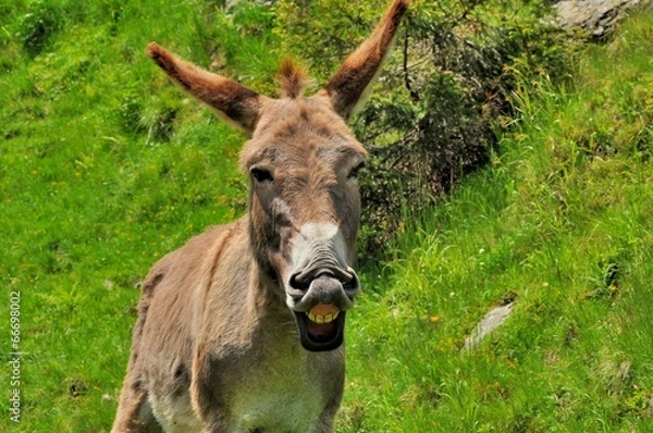 Obraz Big smile of donkey