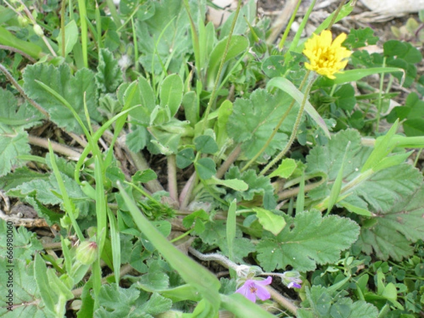 Obraz Flowers in a meadow