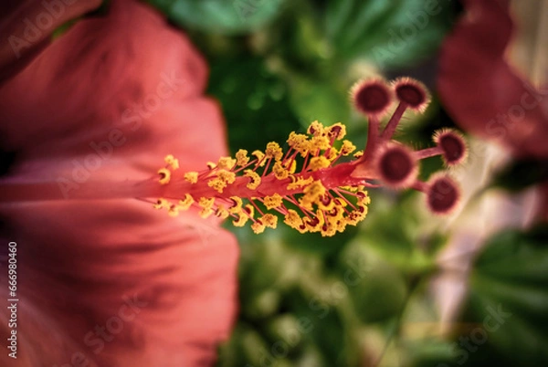 Obraz Macro red and yellow flower 
