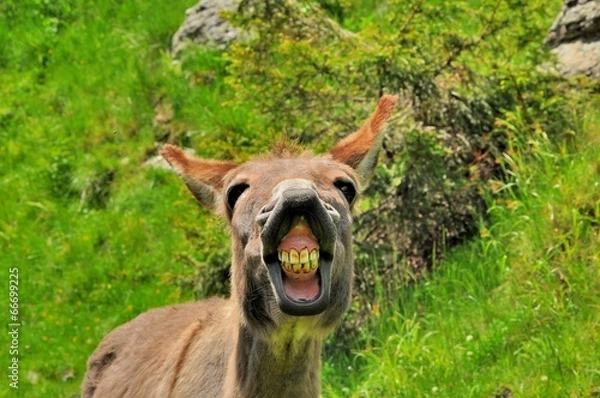 Obraz Funny donkey