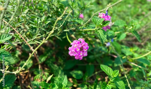 Obraz flower in the garden