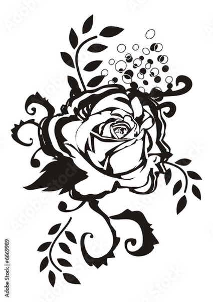 Fototapeta black rose