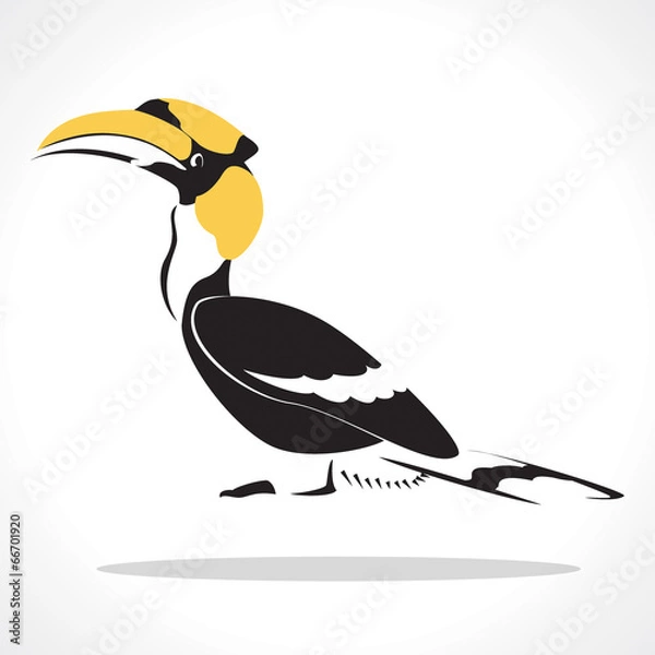 Fototapeta hornbill