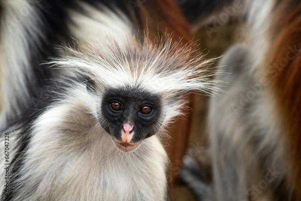 Fototapeta Macaco a mirar-te