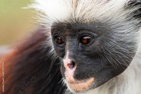 Fototapeta Red Colobus