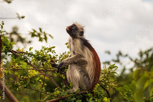 Fototapeta Red Colobus Monkey