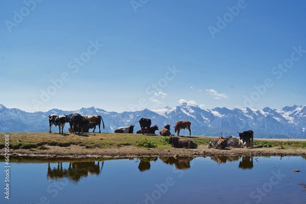 Obraz Cows in the snowy mountains