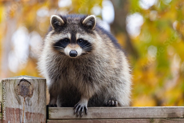 Fototapeta One fluffy raccoon perching on a wooden deck railing against a background of blurred fall foliage.