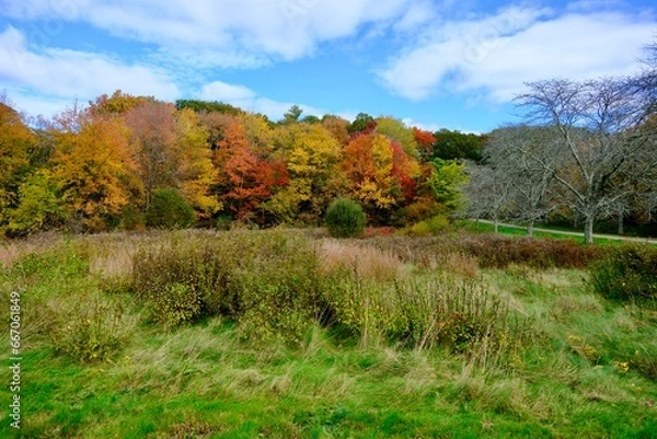Obraz autumn trees in the forest