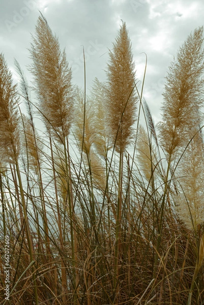 Obraz Pampas Grass