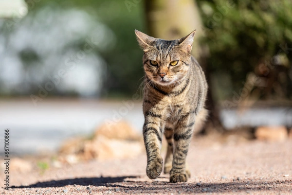 Fototapeta Tabby cat walking towards spectator
