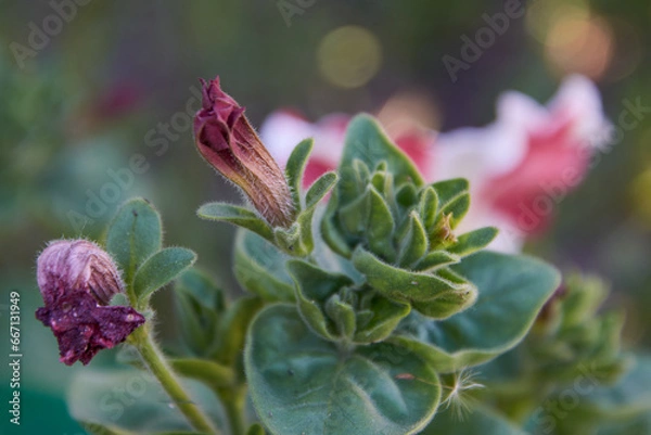 Fototapeta closed lungwort Bud