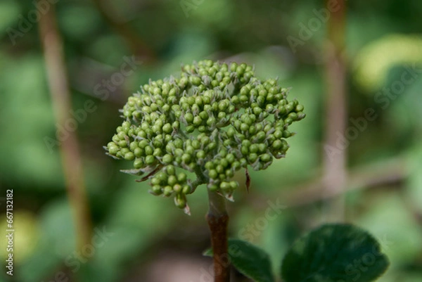 Fototapeta herb inflorescence