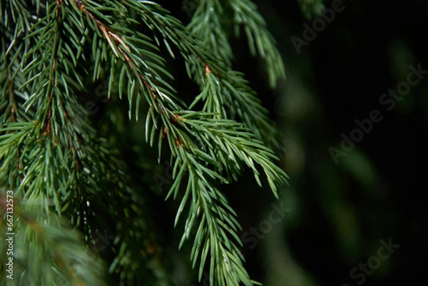 Fototapeta pine needles