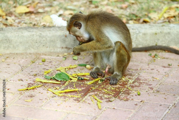 Fototapeta squirrel on the tree