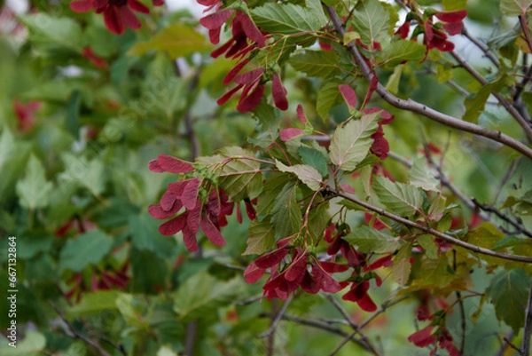 Fototapeta Tatar maple