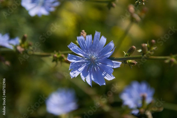 Fototapeta chicory