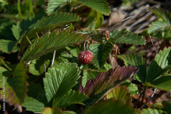 Fototapeta strawberry