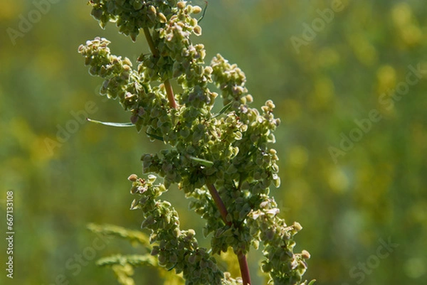 Fototapeta Rumex pseudonatronatus