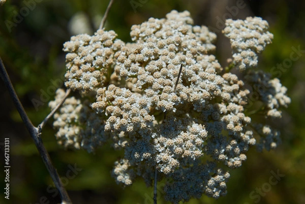 Fototapeta yarrow