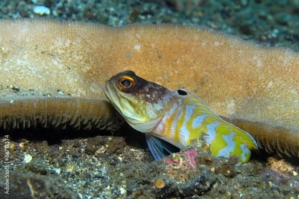 Fototapeta Kieferfisch