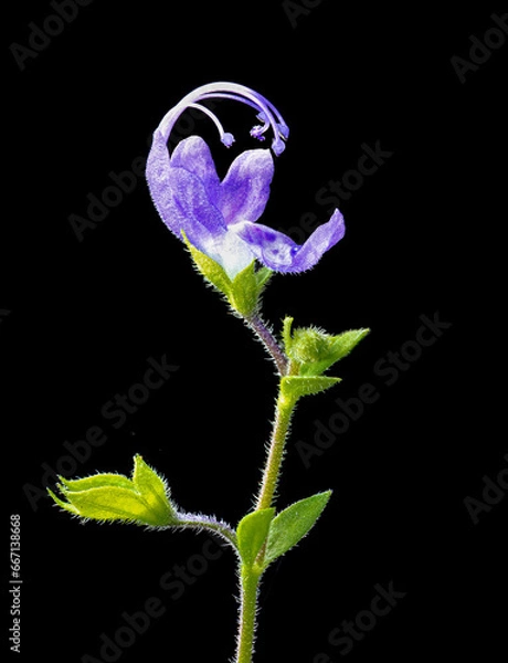 Fototapeta Macro view of blue curls flower