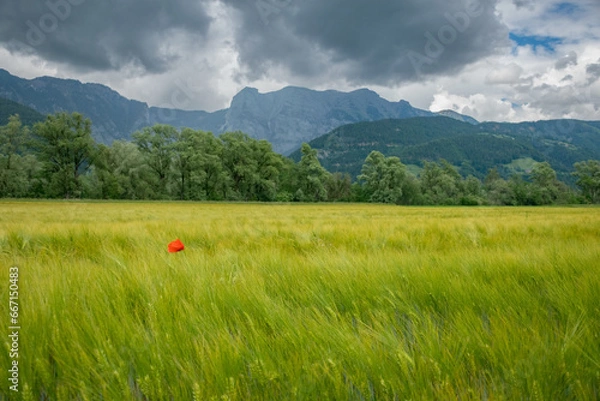 Obraz Getreidefeld mit Mohnblume