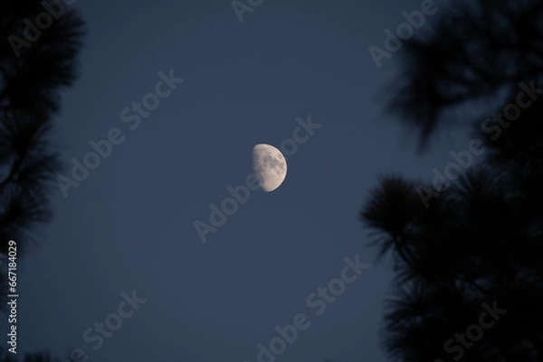 Fototapeta The moon at dusk through Carolina pine trees