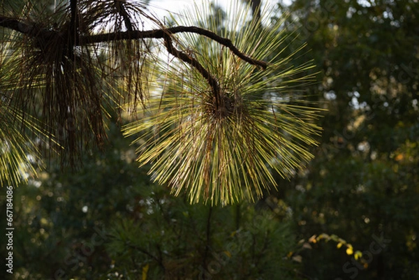 Fototapeta Carolina longleaf pine tree needles in the morning sun of autumn
