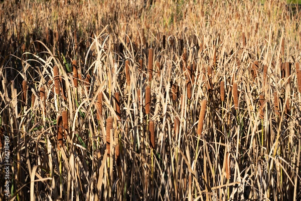 Fototapeta Cattails in a field