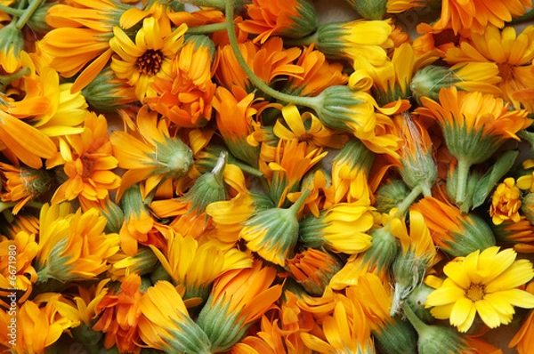 Obraz Calendula