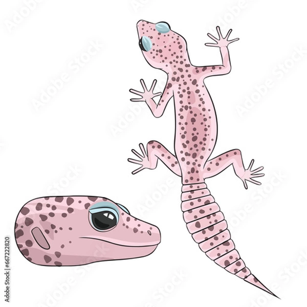 Fototapeta Vector illustration of an eublepharis Leopard gecko eclipse