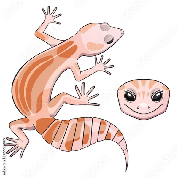Fototapeta Vector illustration of an eublepharis Leopard gecko eclipse