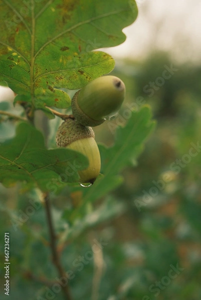Obraz acorn on the tree
