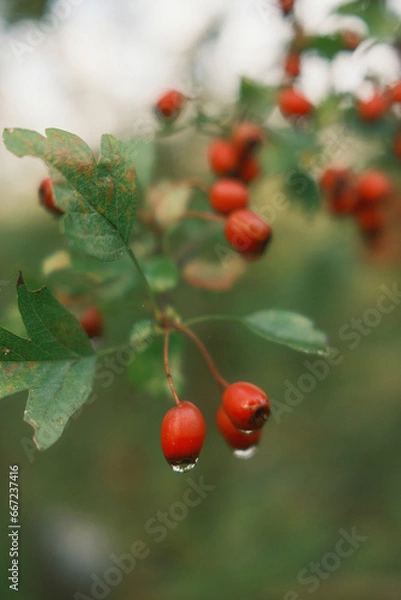 Obraz red berries on a branch