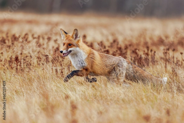Obraz Fuchs rennt über eine dürre Wiese