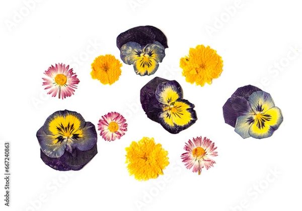 Obraz Set of multi-colored flowers on a white background. Pressed floristry.