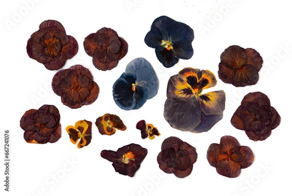 Fototapeta Set of multi-colored dried flowers on a white background. Pressed floristry.